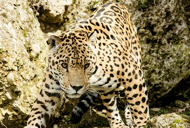 Esteros del Iberá — Jaguar y naturaleza — destino turístico