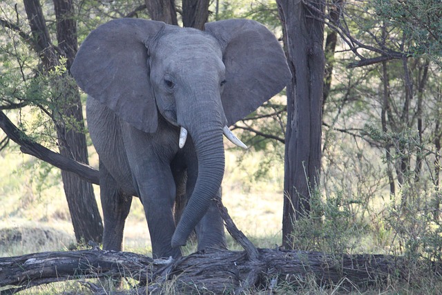 Safari Serengeti/Masai Mara — destino turístico