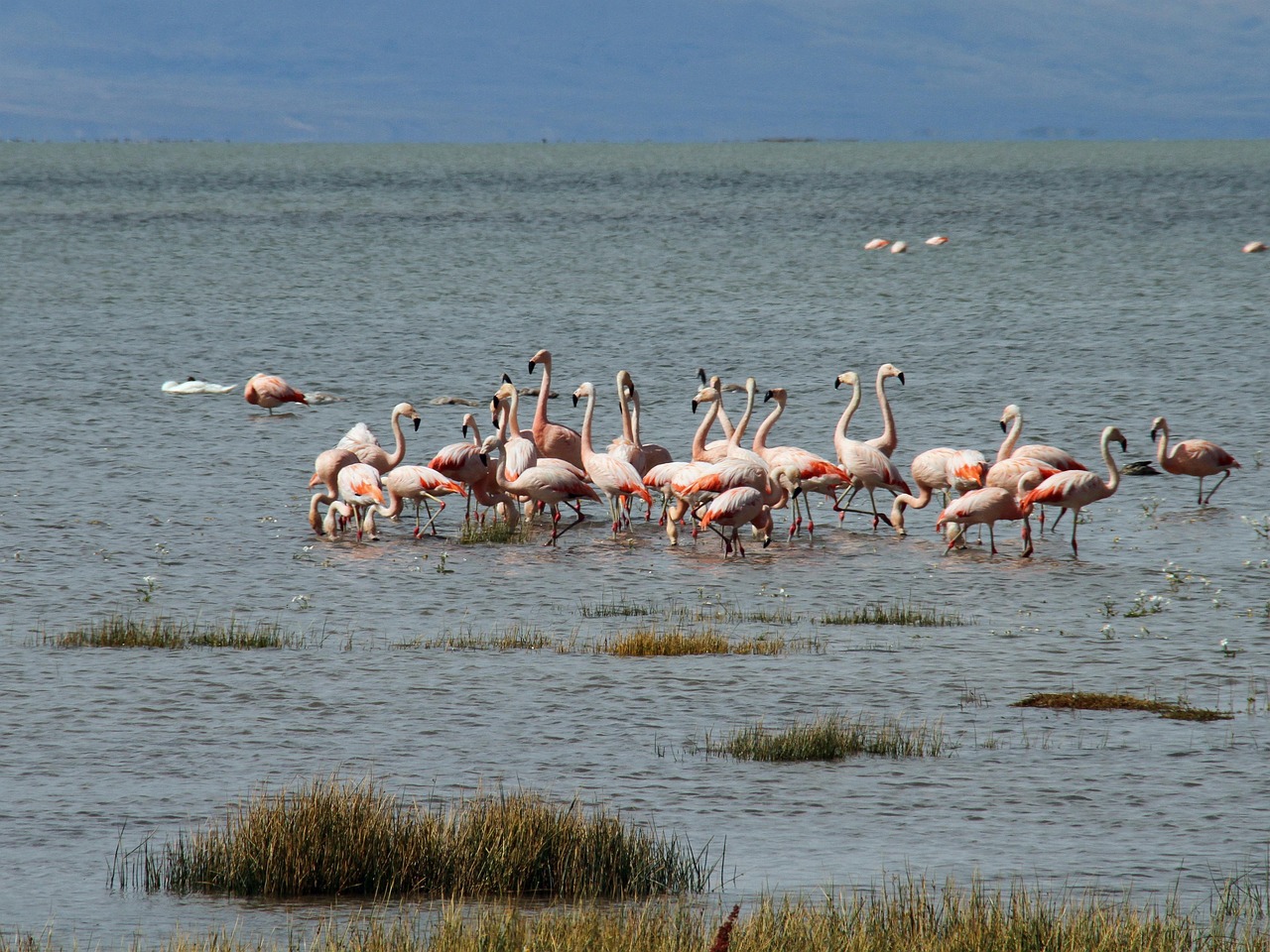 El chivito del norte de Neuquén se vende ahora en cortes