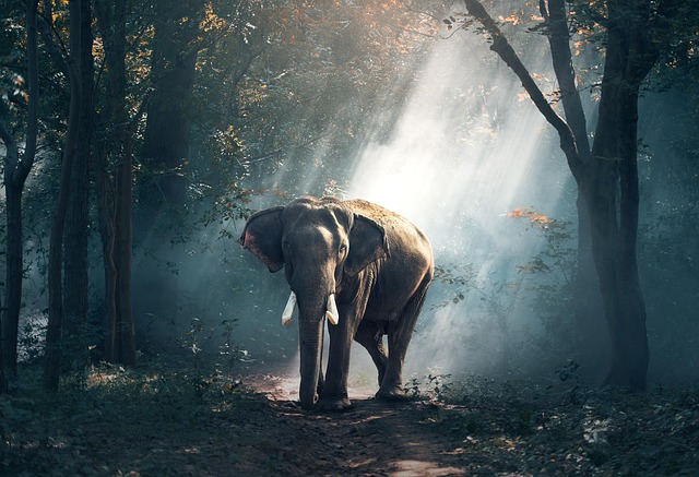 Amazonas — La selva más grande del mundo — destino turístico