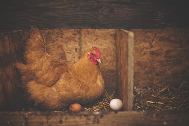 Foto de Ají de gallina