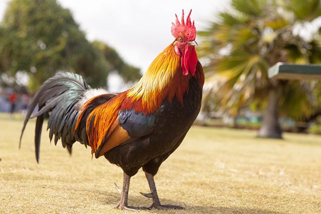 Foto de Gallo pinto