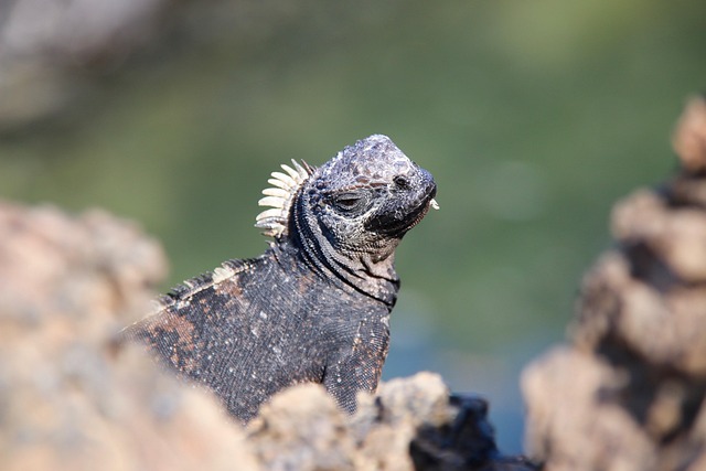 Galápagos — Las Islas Encantadas — destino turístico