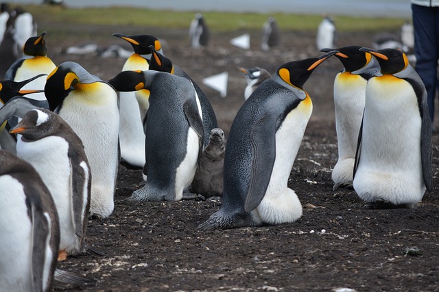 Islas Malvinas — destino turístico