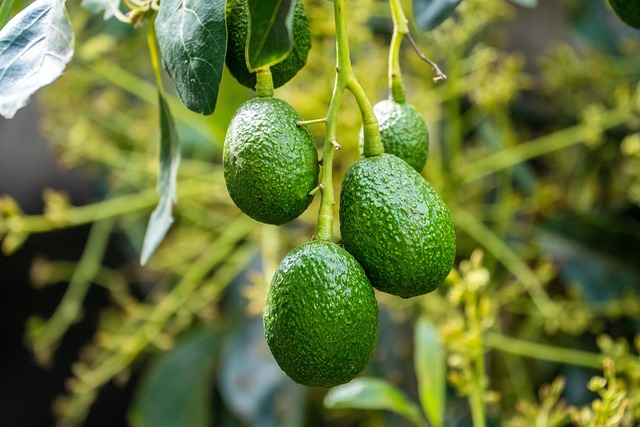 Foto de Guacamole