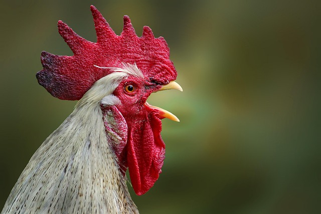 Foto de Gallo pinto