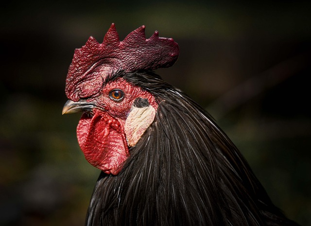 Foto de Ají de gallina