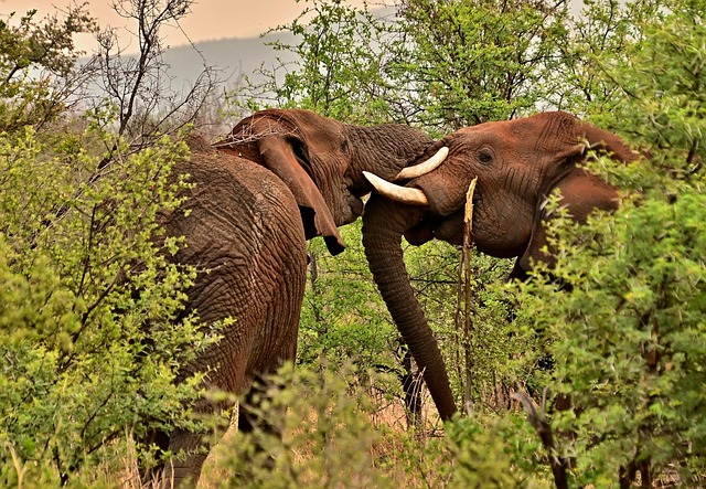 Safari en Sudáfrica — destino turístico