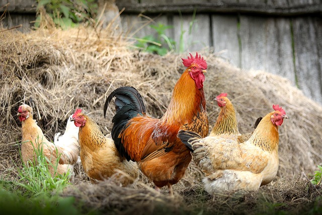 Ají de gallina — receta argentina
